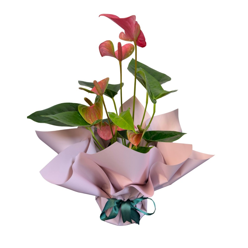 Pembe Antoryum Çiçeği